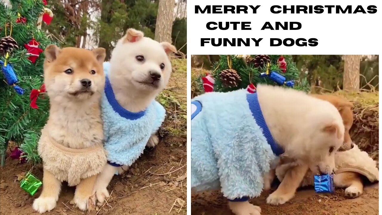 Merry christmas cute and funny dogs|cute animal videos|funny animals|Susan bro|#shorts