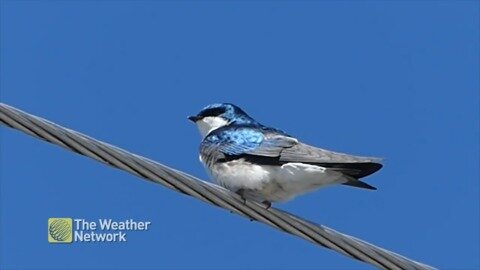 Bird shows off shimmering feathers in the sun