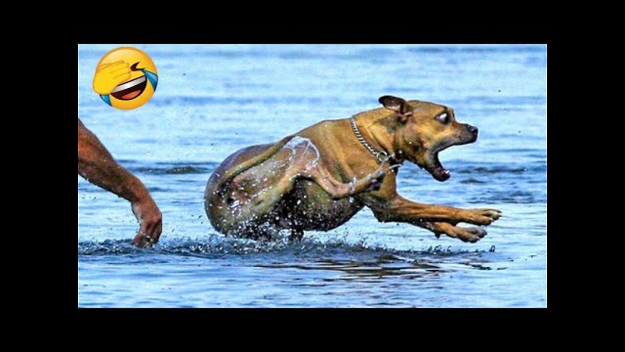 funniest animal Funny wild and farm animal videos