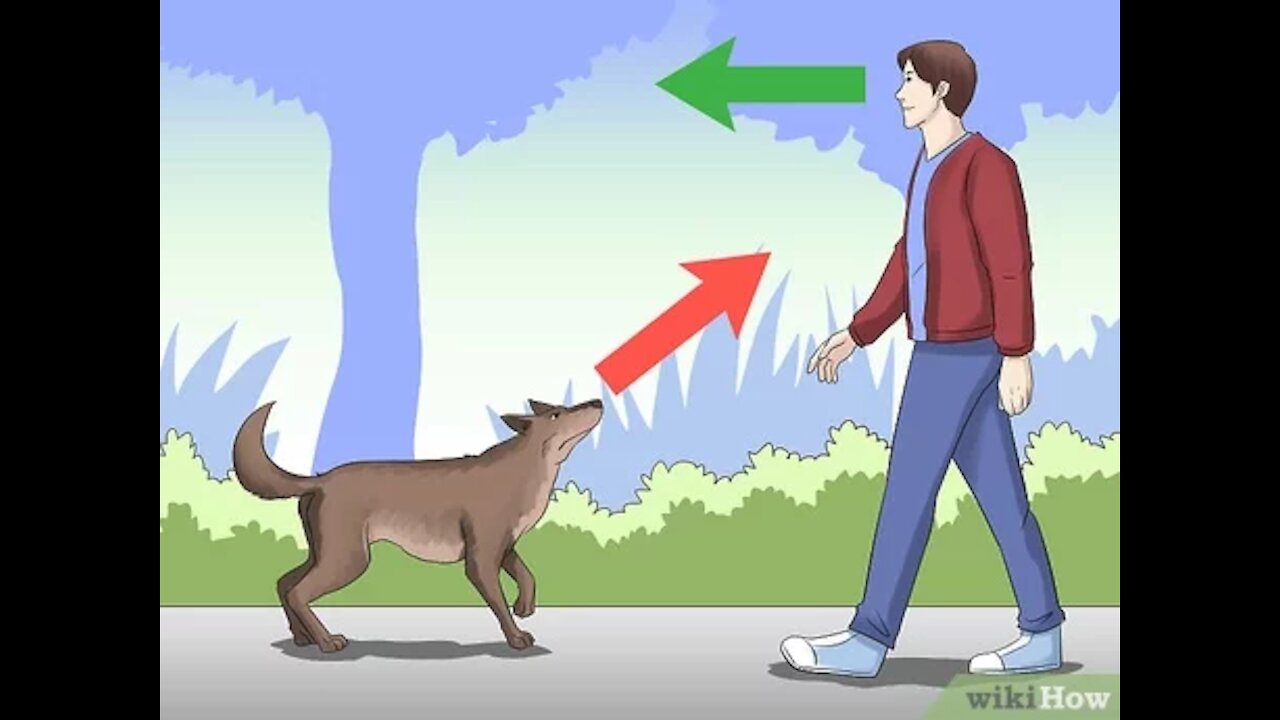 How to defend against a DOG (Self defense against dog attack)