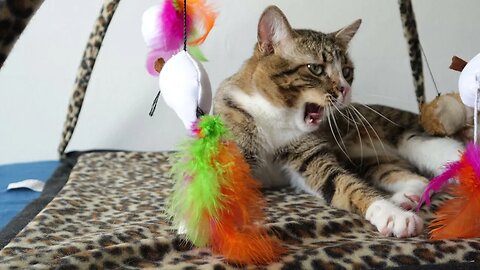 A Big Cat Yawn