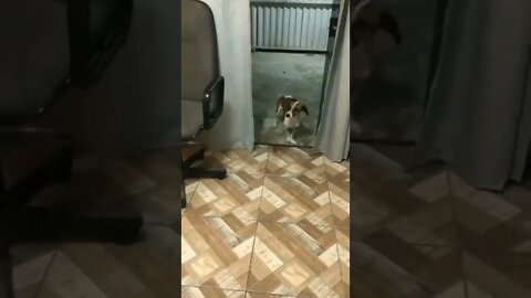 Esse cachorro dança melhor que eu 🤣🤣🤣