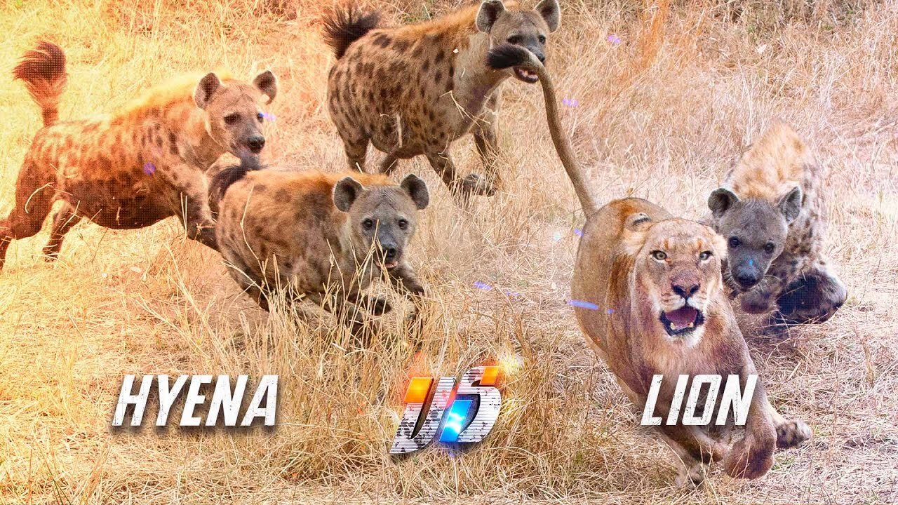 Lion vs Hyena fight