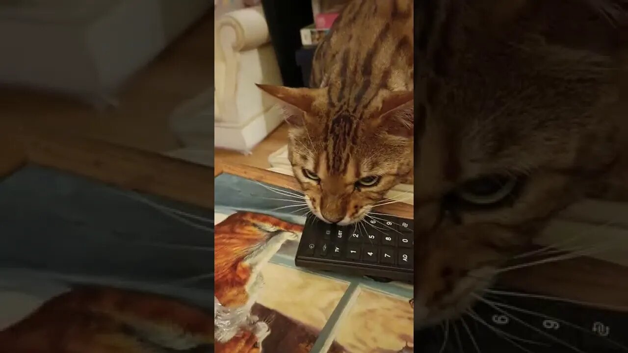 Do you want to change channel Bedford? Cat bites TV remote 🐆😸