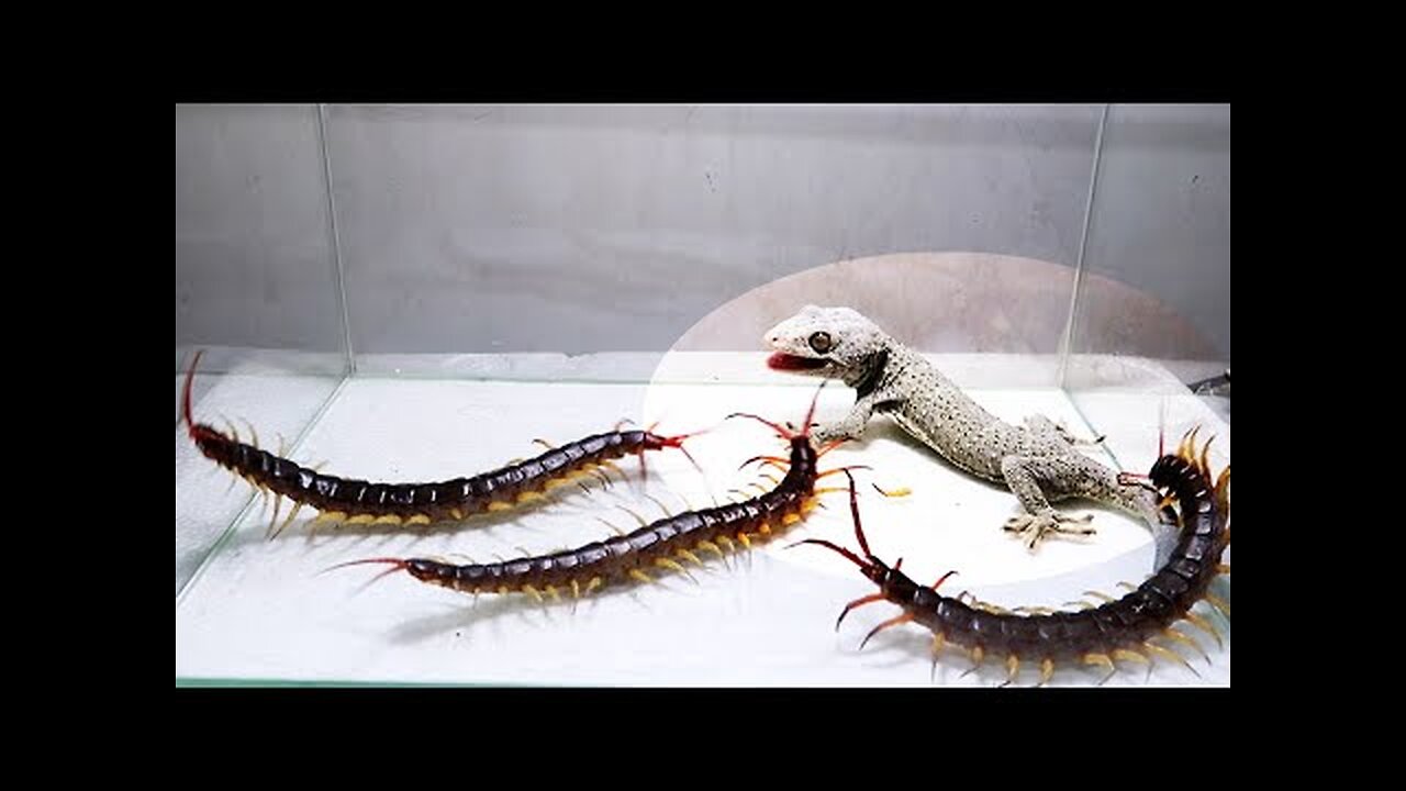 Gecko and 3 Giant Centipede