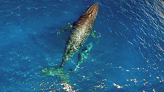 Incredible Drone And Underwater Footage Of Humpback Whales