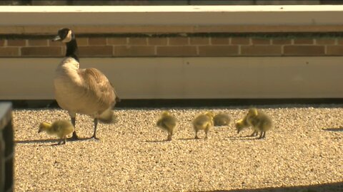 Cute Goslings at TMJ4