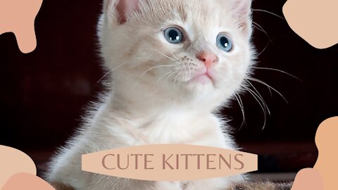 Cute kittens / Funny cats