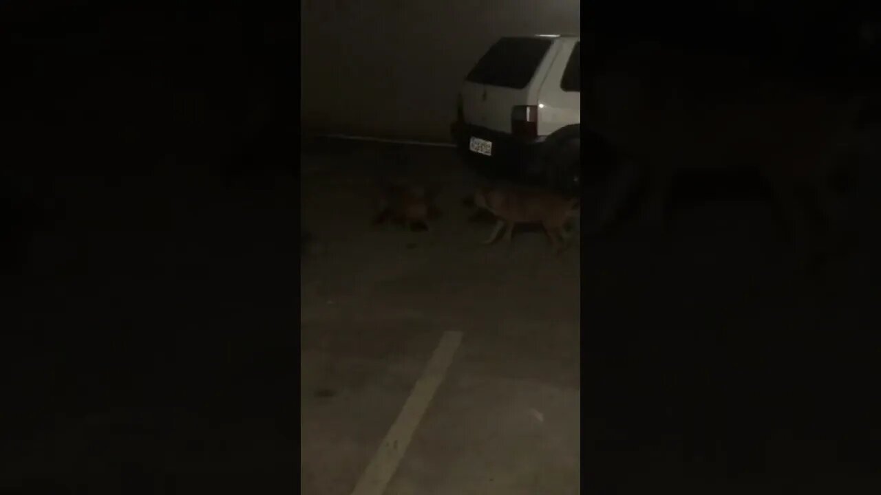 Só dois cachorros mesmo #shorts