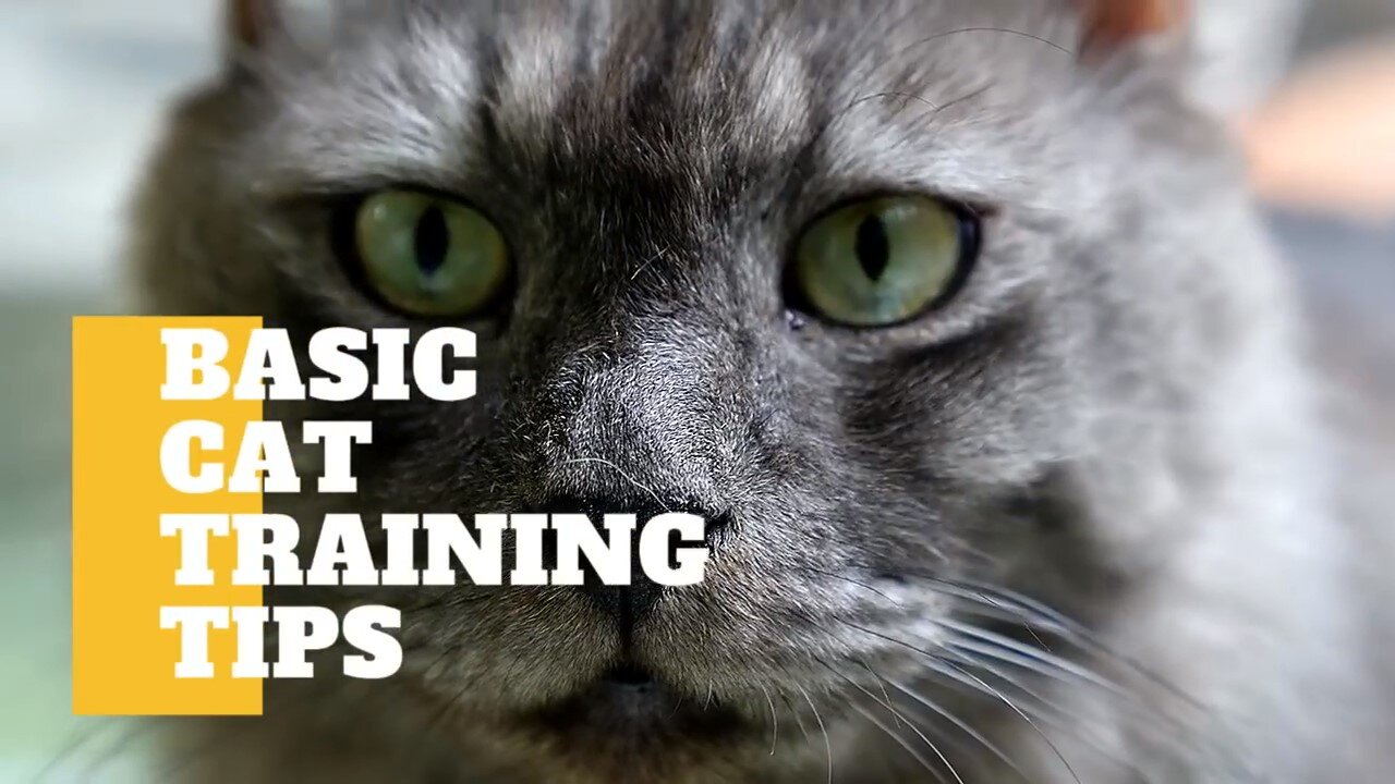 HOW TO TRAIN YOUR CAT AT HOME?! **EASY WAY**