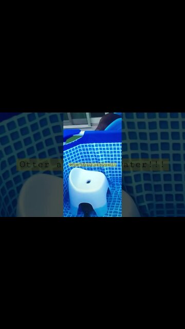 Otter afraid of water!!! #shorts #animals