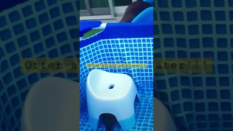 Otter afraid of water!!! #shorts #animals