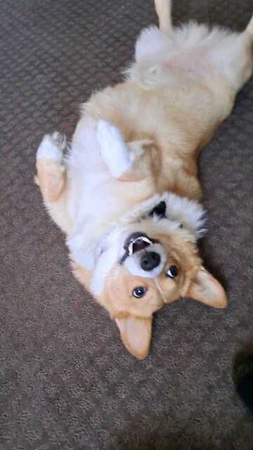 Corgi plays dead