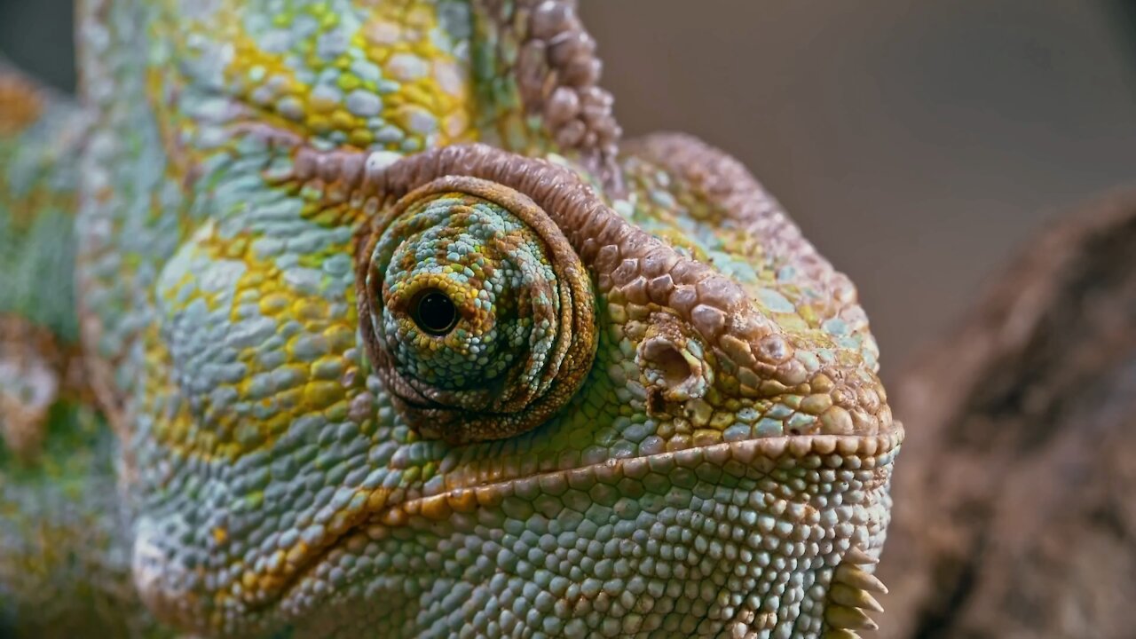 Close-up Footage Of A Chameleon Eye