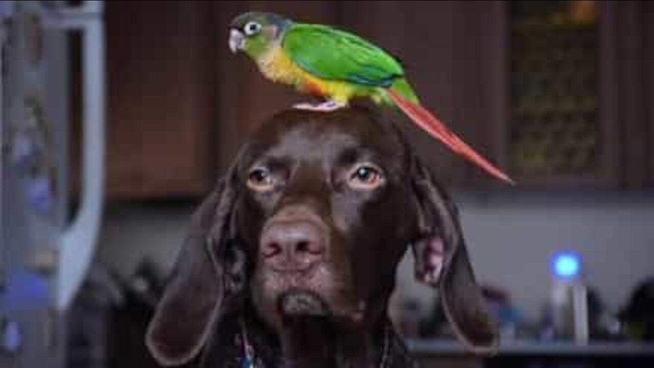 Un chien et une perruche, meilleurs amis du monde