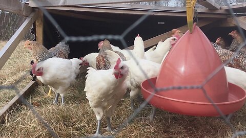 Why Free Ranging Chicken Is Not a Good Idea & What To Do Instead