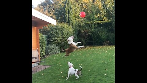 Cute Dog Playing With a Balloon -2021