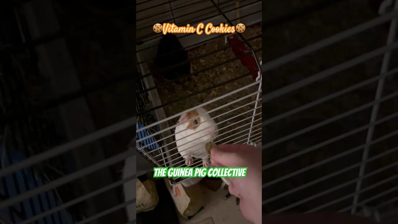 🍪Vitamin C Cookies🍪 The Guinea Pig Collective #channel #guineapigshorts #guineapigseating