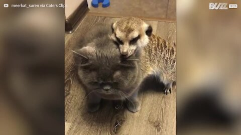 Suricata e gato têm amizade adorável