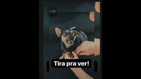 Cachorrinho nervoso