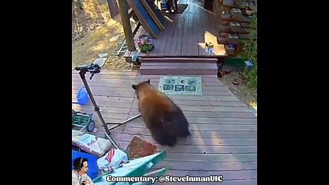 Bear vs Delivery Guy