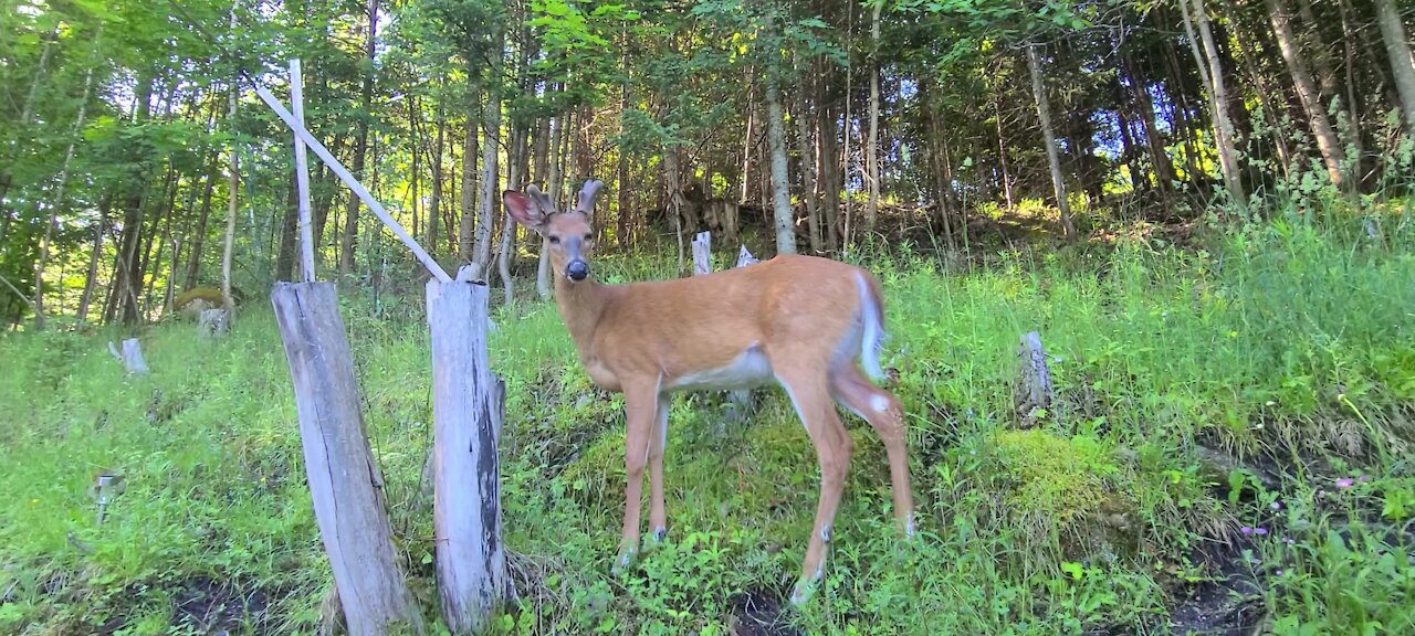Young buck busy looking for food