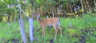 Young buck busy looking for food