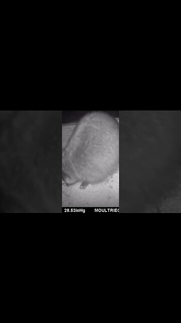 Big raccoon 🦝 dares you to take his 🌽 corn #cute #funny #animal #nature #wildlife #trailcam #farm