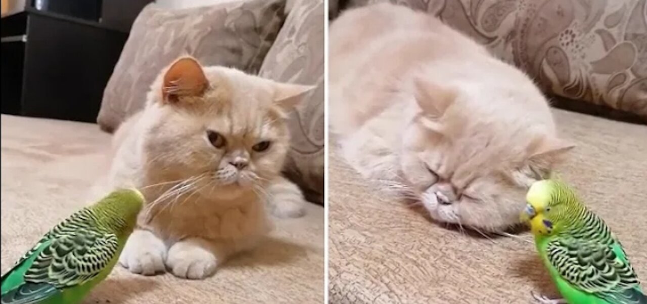 Sweet parrot and cat share precious friendship