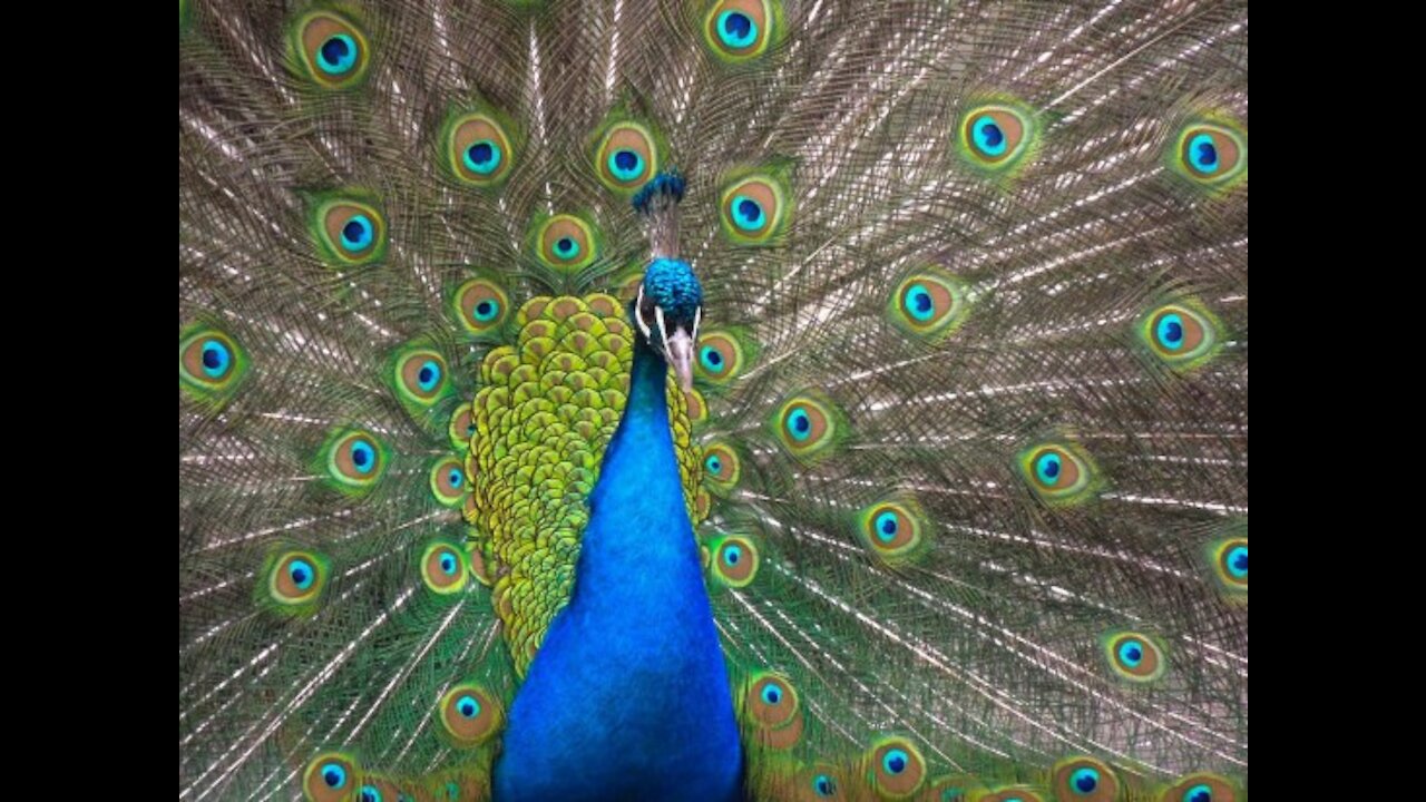 Peacock Beauty ! ! !