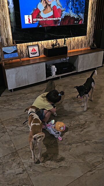 Puppy play time ❤️