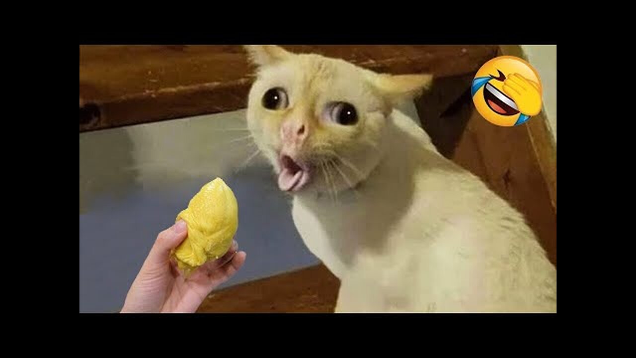 New Funny Animals 😄 Funniest Cats and Dogs Videos