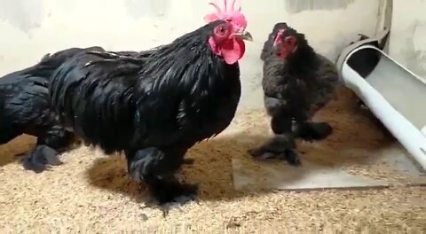 Awesome Hen's World | Get out of my Home