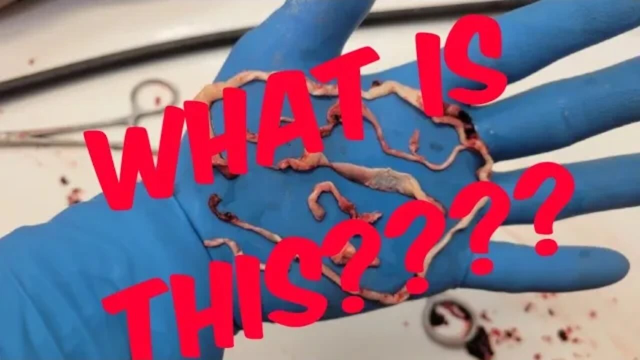 What is That? ***Warning Graphic Images*****