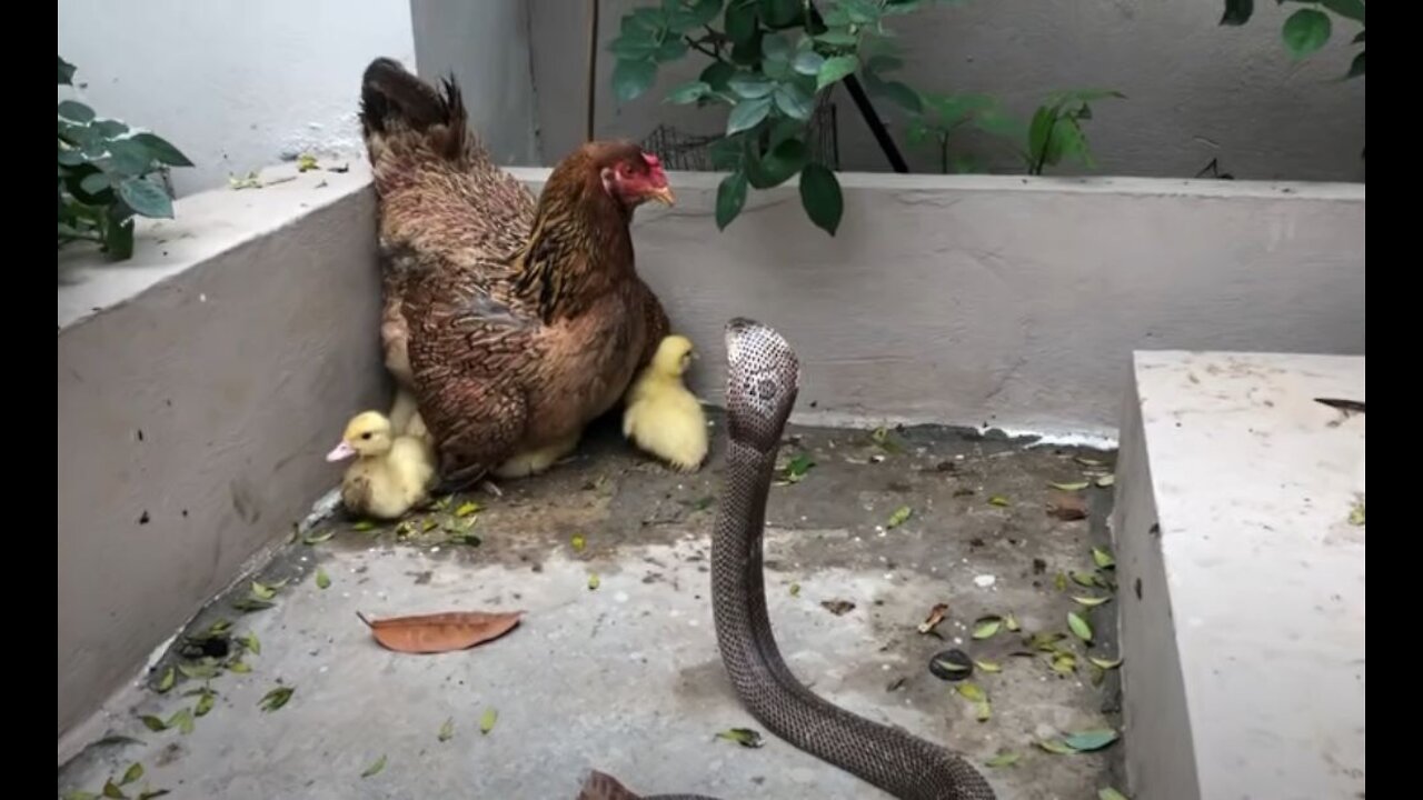 Strange story ! Mother Chicken Protects The Duckling Against the Cobra Snake TV