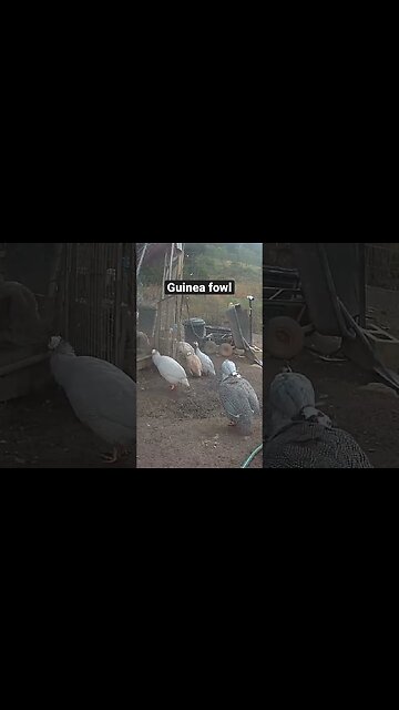 Farm surveillance. Guinea fowl