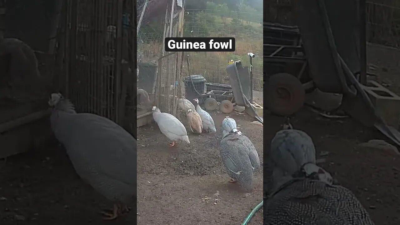 Farm surveillance. Guinea fowl