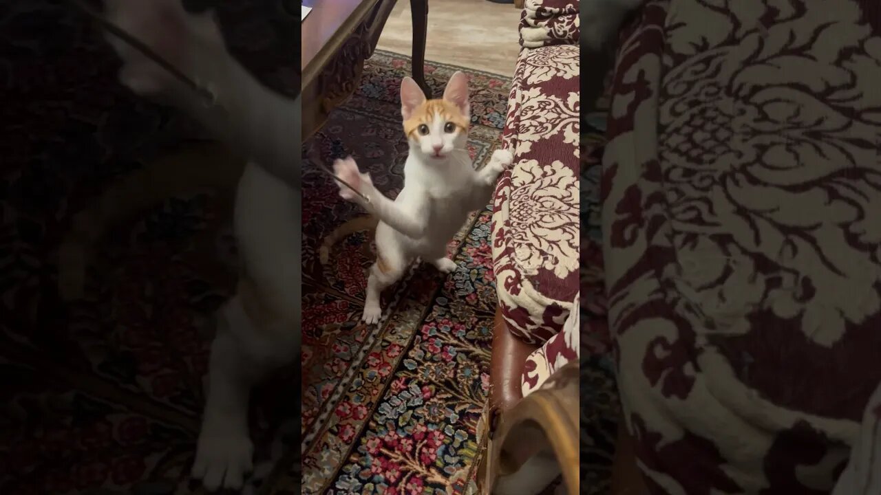 Cutest kittens 😹