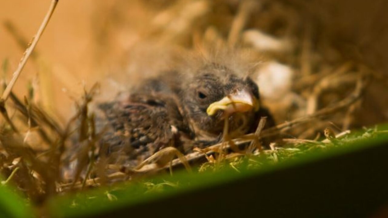 Saving A Little Bird: Animal Rescue