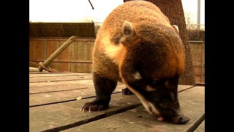 Two Timing Coati