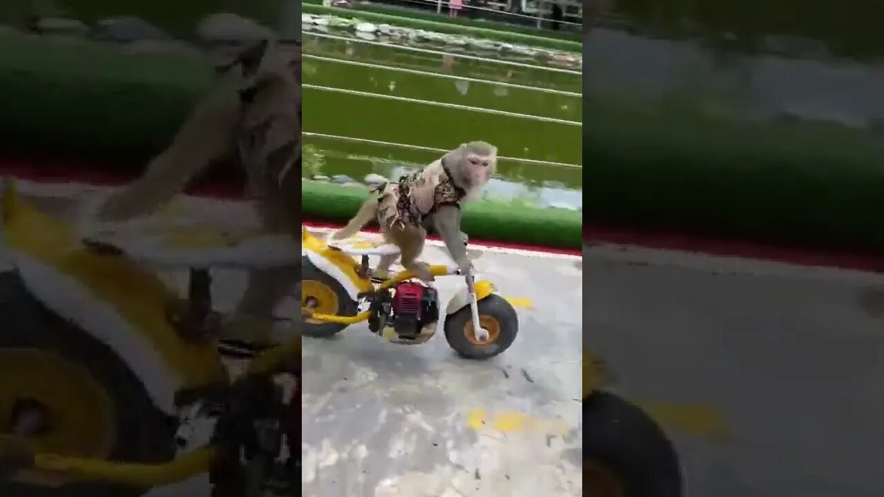 Monkeys are draving motorcycle.