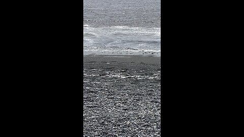 Caplin rolling in St. Vincent’s, NL