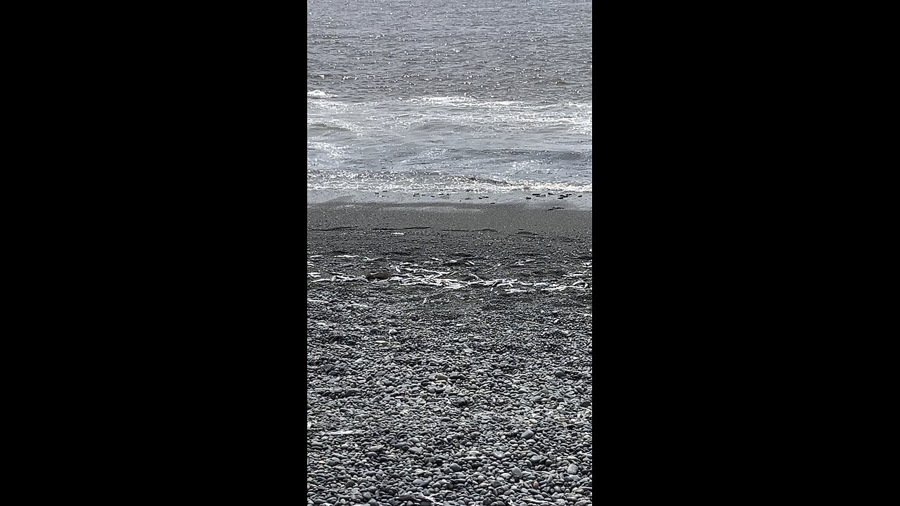 Caplin rolling in St. Vincent’s, NL