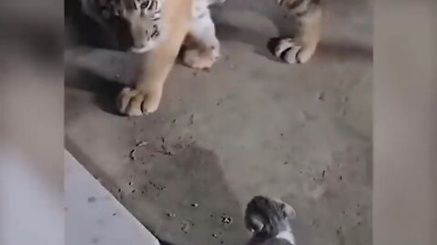 TIGER VS CAT💣