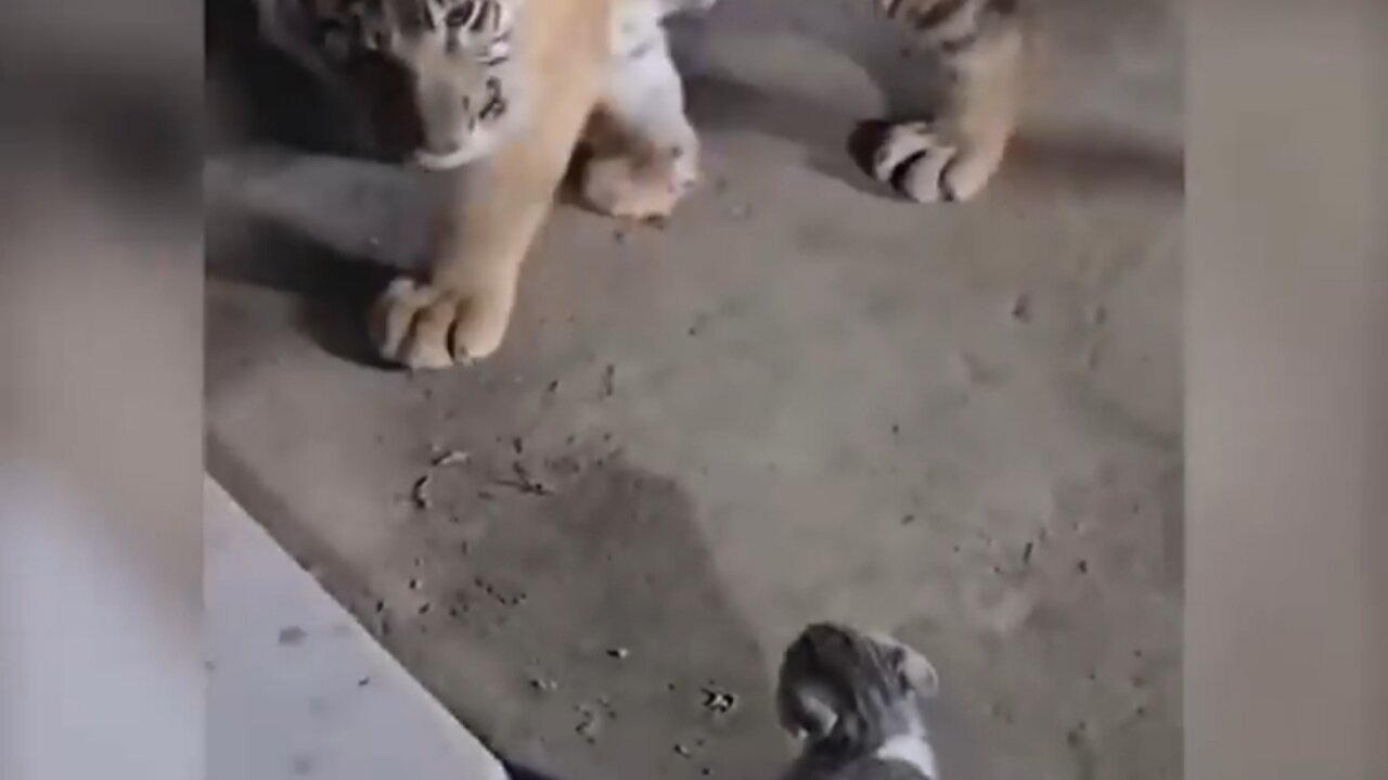 TIGER VS CAT💣