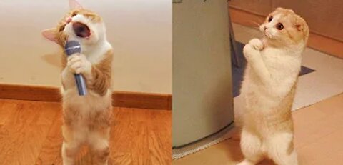 try not to laugh funny cats and dog video