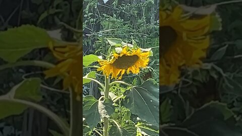 Sunflower from seed