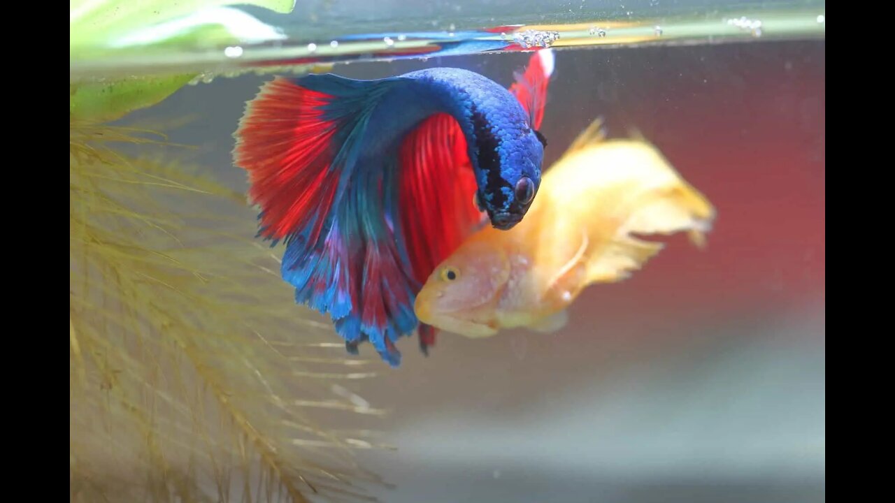 Breeding Betta Fish in Aquarium Tank Is So Easy!