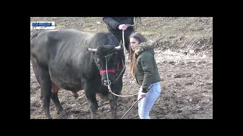 #4K-Udarna borba Kobrica(vl Batista) vs Putalj(vl Omerinović)- Babin Potok