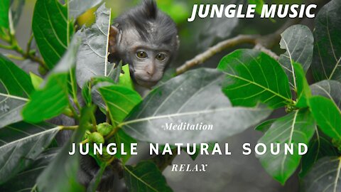 🌴Jungle Natural Sounds🌴 relaxation and sleep Mind